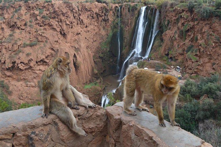 Ouzoud Waterfull - Day Trip from Marrakech