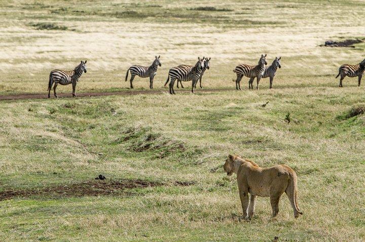 6 Days Migration Safari (Budget Camping in Ngorongoro Crater, Ndutu, Serengeti)