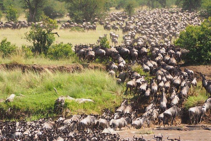 6 Days Migration Safari (Luxury Safari in Ngorongoro Crater, Ndutu, Serengeti