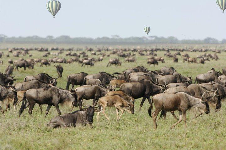 6 Days Migration Safari (Luxury Safari in Ngorongoro Crater, Ndutu, Serengeti