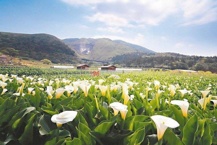 Taiwan TST : Private Tour Taipei, Yangmingshan, Beitou, Tamsui