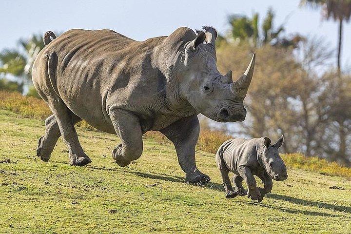 5 Days 4 Nights Mt Kenya, Aberdares, Ol Pejeta Safari
