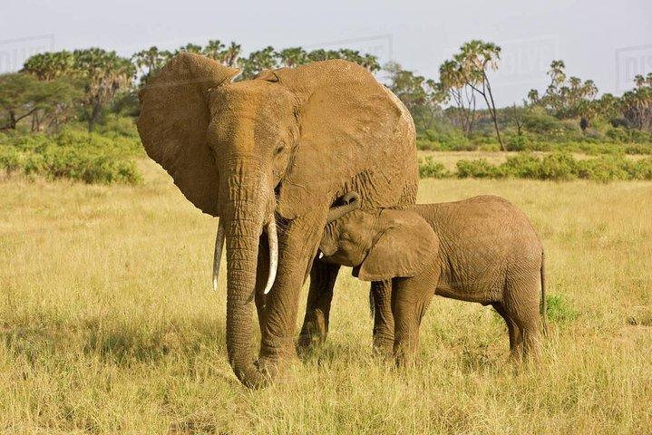 5 Days 4 Nights Mt Kenya, Samburu, Olpejeta Safari