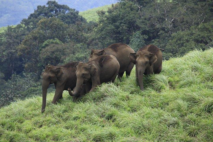 7 nights Private tour Cochin/Munnar/Thekkady/Houseboat/Kovalam
