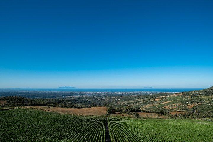 From Florence PRIVATE:Bolgheri Wine Tour,tasting among the Tuscany coastal hills