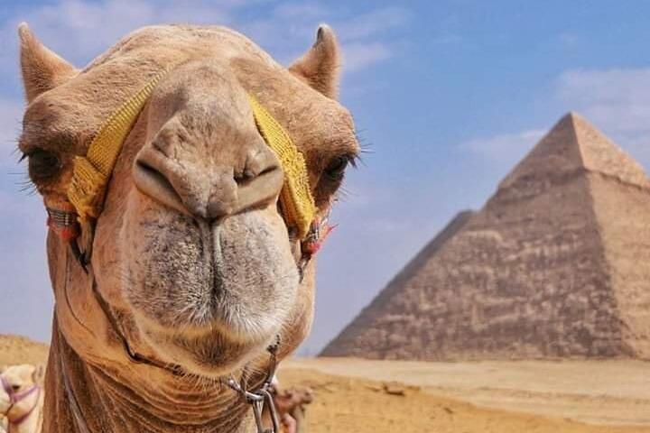 Day Tour at The Pyramids Area Riding a Camel