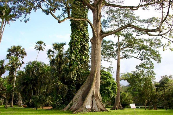 Ghana : Accra: Botanical Gardens, Cocoa Farms, Waterfalls Trip