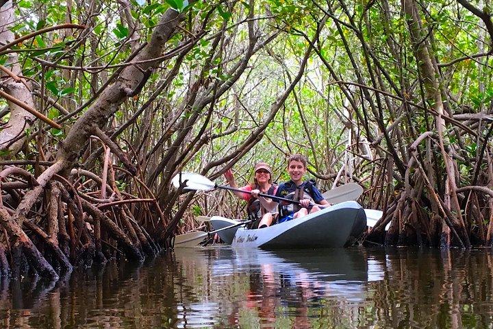 Sunset Tour Mangrove, Dolphins, Manatee #1 Rated in Cocoa Beach