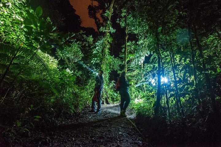 Small-Group Tortuguero National Park Night Walk in Costa Rica