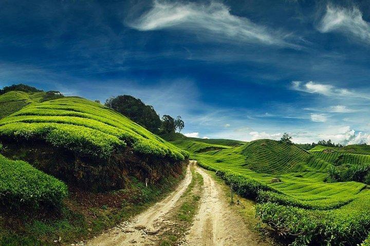 Private Tour : Cameron Highland Day Trip from Kuala Lumpur