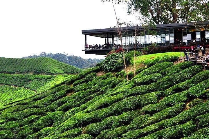 Private Tour : Cameron Highland Day Trip from Kuala Lumpur