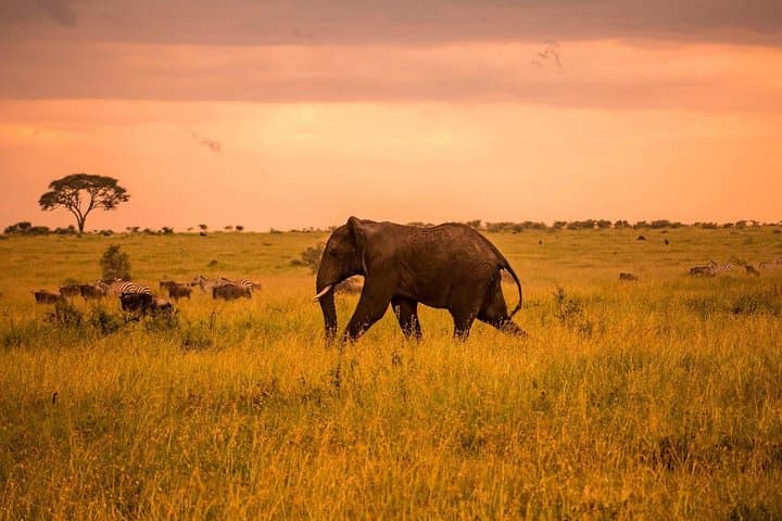3 Days Serengeti and Ngorongoro Crater Fly in Safari