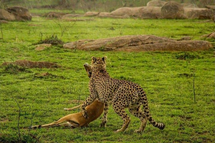 3 Days Serengeti and Ngorongoro Crater Fly in Safari
