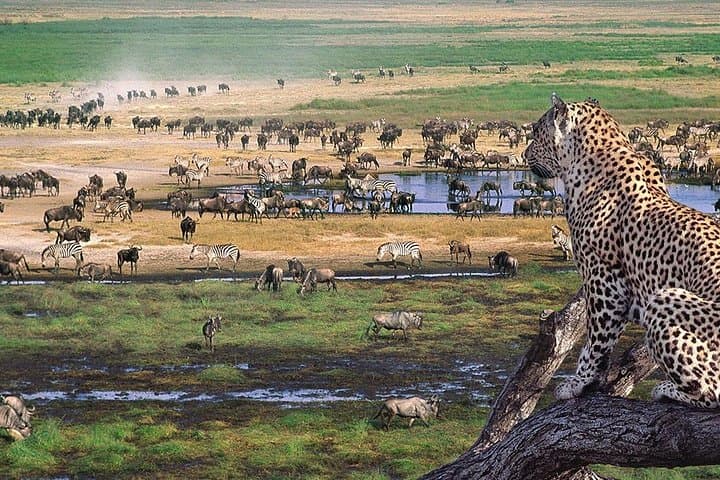 3 Days Serengeti and Ngorongoro Crater Fly in Safari