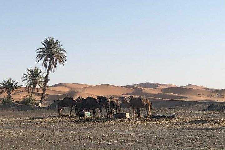 2 Days Zagoura Desert Trip from Marrakech - Camel Trek - Berber Tent