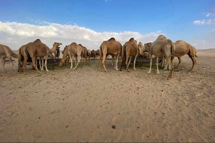 Abu Dhabi Desert safari with BBQ Dinner,Sandboarding & Camel ride
