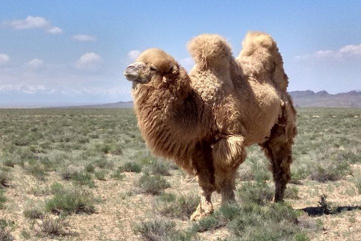 Private Day Tour to the Land of Canyons-UNESCO-of Kazakhstan
