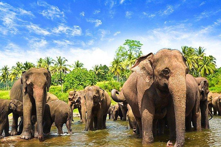 Minneriya National Park ( All Inclusive ) and Sigiriya Day Excursion
