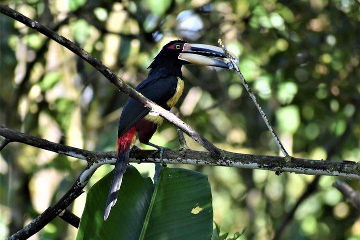 Mindo Cloud Forest Private Tour: Birdwatching, Birds & Nature