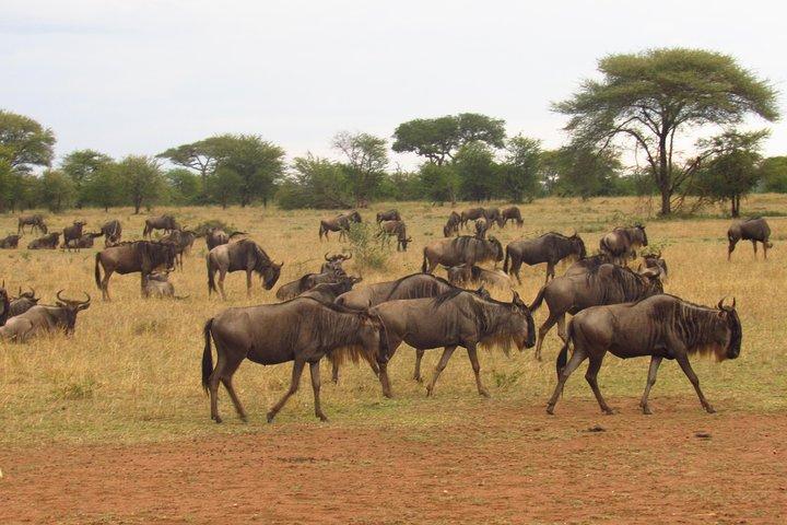 4-Day Masai Mara Big Five Safari