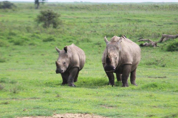 4-Day Masai Mara Big Five Safari
