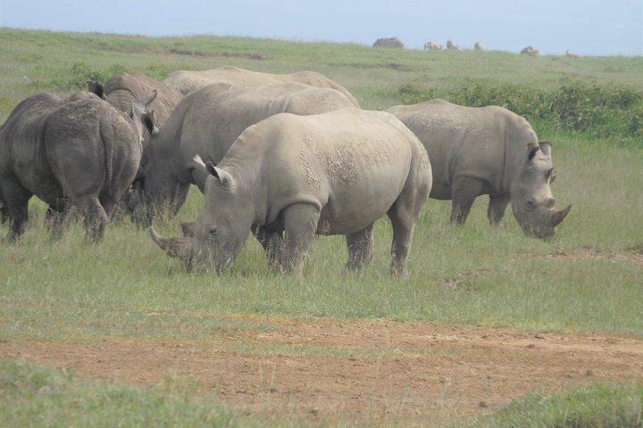 7 Days Amboseli-Lake Naivasha-Lake Nakuru & Masai Mara
