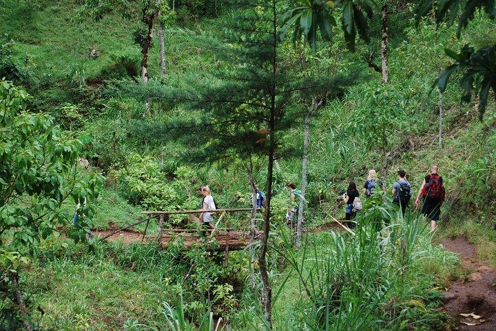 Coffee Tour Experience from Arusha