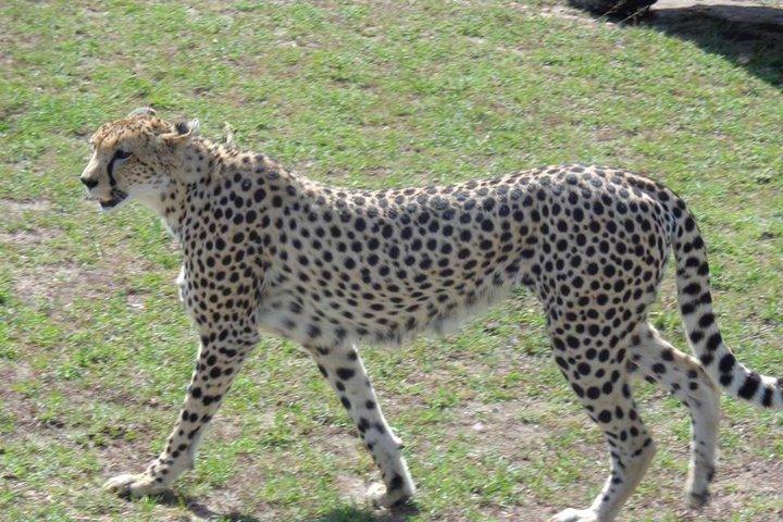 7 Days in Masai Mara - Lake Nakuru- Lake Naivasha- Amboseli