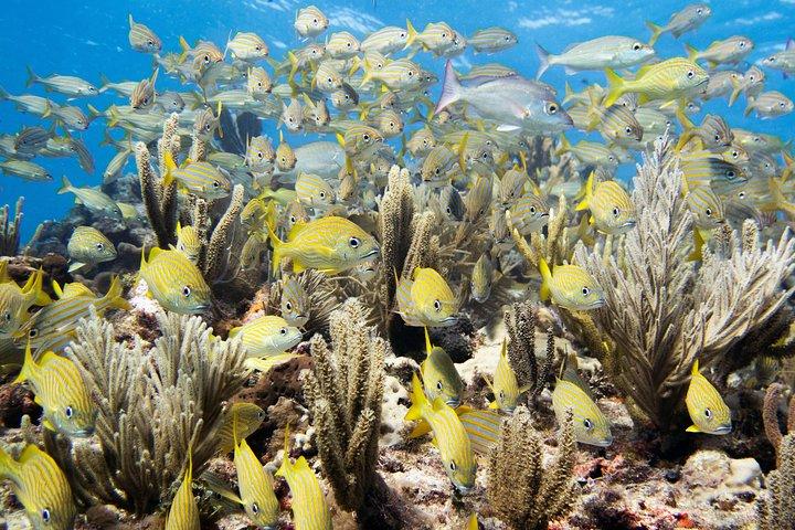 Try Dive in Cancun Underwater Museum