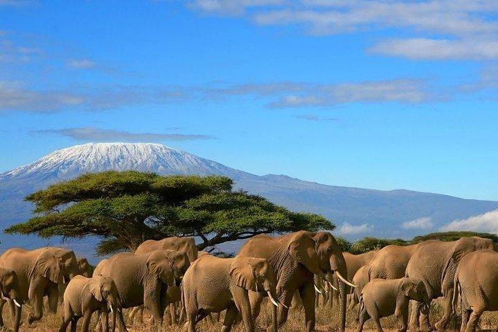 2 Days Amboseli Private Safari