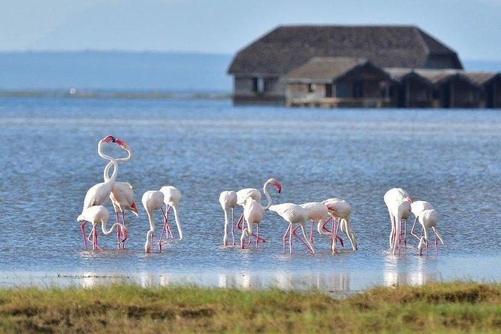 2 Days Amboseli Private Safari