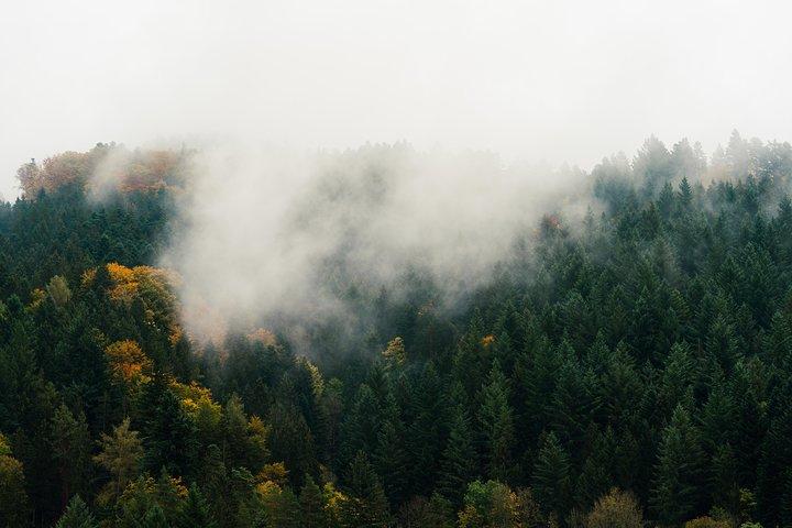Culture and Traditions Hike through the Black Forest with a Local