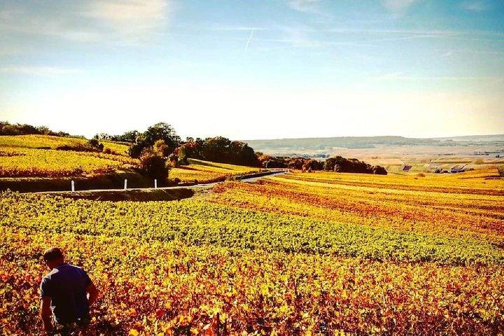 Champagne Moet and Chandon Private Tour with Tastings from Reims or Epernay
