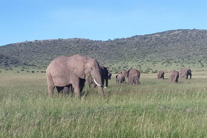 6 Days Maasai Mara/Nakuru/Amboseli Group Safari