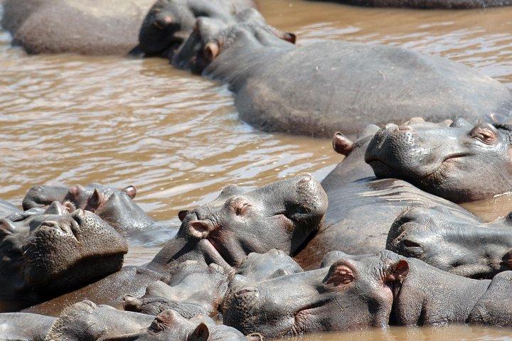 6 Days Maasai Mara/Nakuru/Amboseli Group Safari