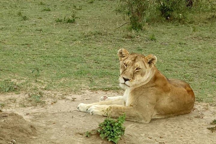 3 Days in Masai Mara