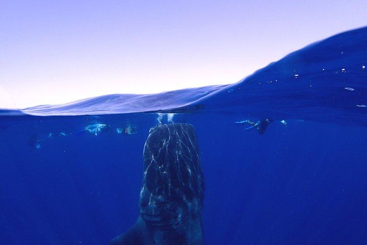 Whale Shark & Manta Ray Snorkel -(May-Sept) Only 10pp per Boat