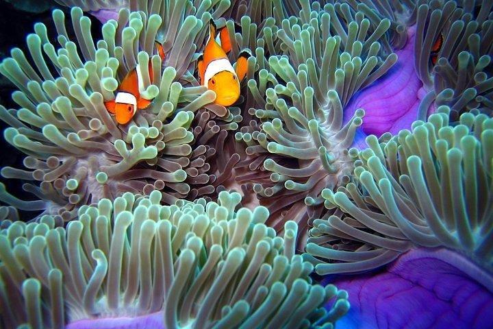 Full-Day Racha Noi and Racha Yai Snorkeling from Phuket