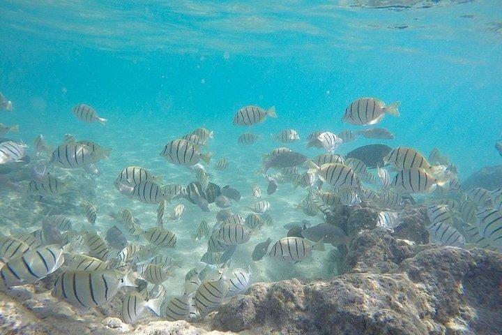 Full-Day Racha Noi and Racha Yai Snorkeling from Phuket