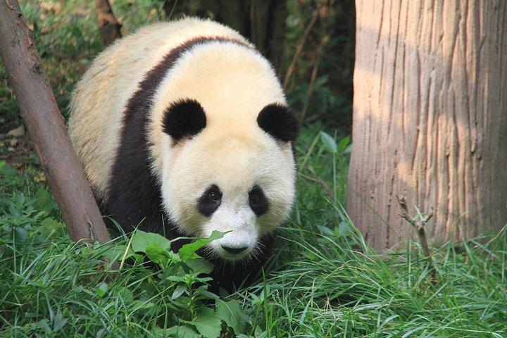 1-Day Dujiangyan Self-Guided Tour: Panda Volunteer and Water Irrigation System