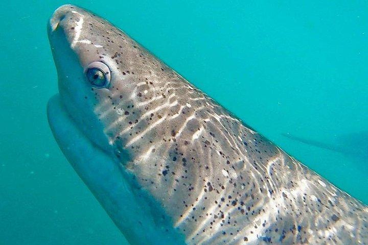 Shark Cage Diving - Adventure Meets Conservation!