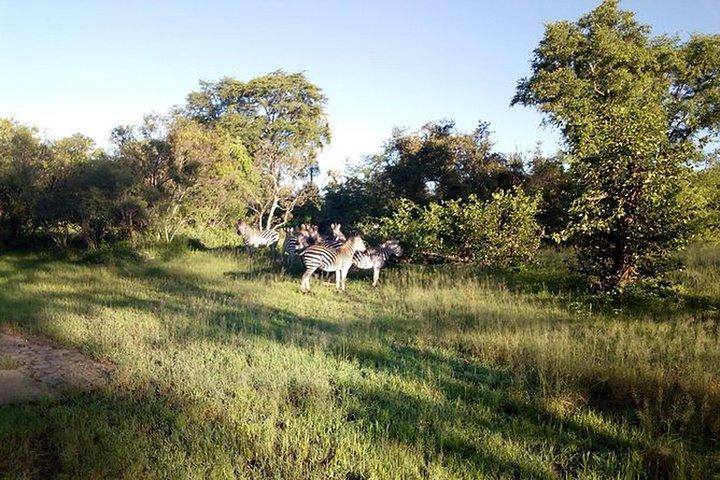 Game Drive into the Musi Otunya National Park