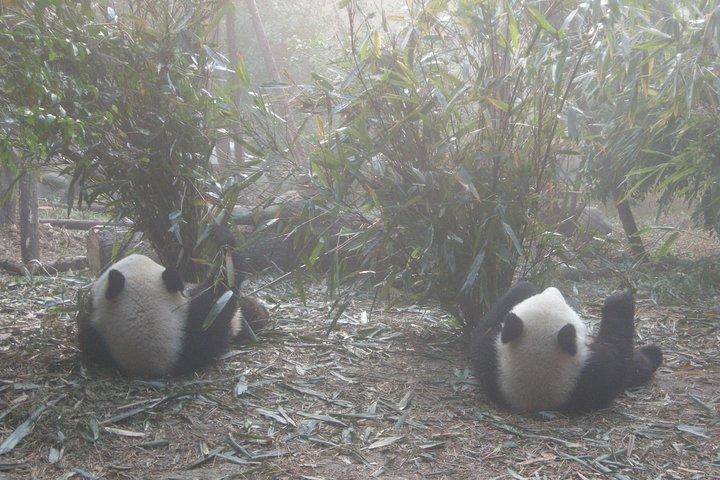 1-Day Dujiangyan Self-Guided Tour: Panda Volunteer and Water Irrigation System