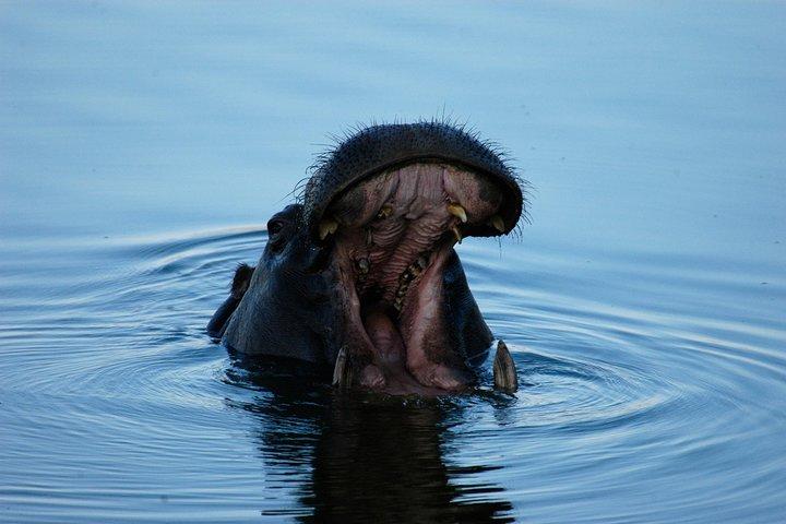 2 Hours Sunset Cruise along the Zambezi River