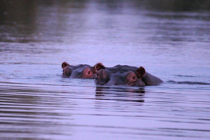 2 Hours Sunset Cruise along the Zambezi River