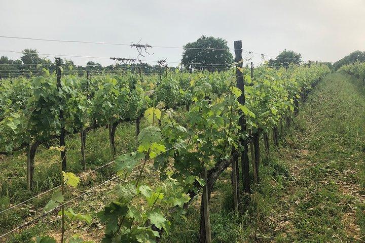 Bagnoregio, Orvieto & Montepulciano Private Wine Tour from Rome