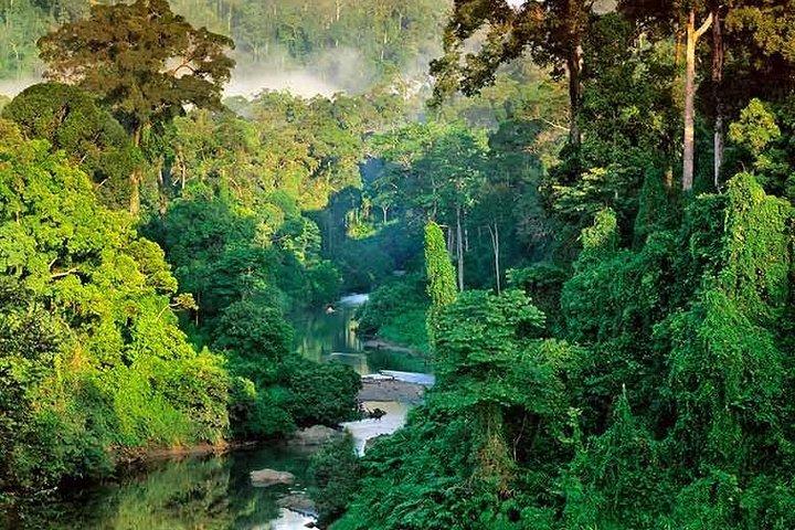 Sinharaja Rain Forest Guided Day Tour From Colombo and Negombo