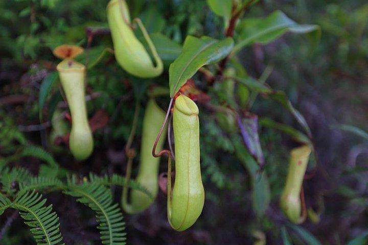 Sinharaja Rain Forest Guided Day Tour From Colombo and Negombo
