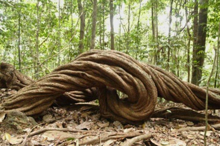Day Trip to Kanneliya Rain Forest From Colombo