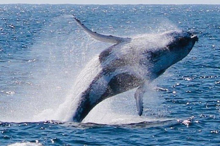 Brisbane Whale Watching Cruise from Redcliffe or Sunshine Coast